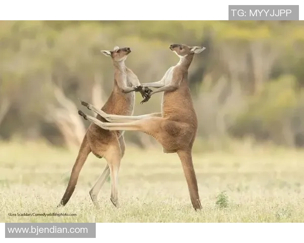 香蕉与足球的奇妙结合揭秘那些热爱香蕉的足球明星们 香蕉与足球的奇妙结合揭秘那些热爱香蕉的足球明星们